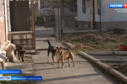 Бродячие собаки терроризируют поселок Кавказский